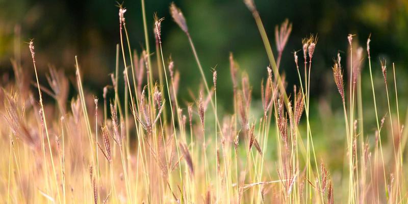 日照培训35：语言、技能与教育咨询的融合发展之路