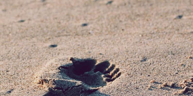 赋能乡村振兴：日照乡村旅游服务与管理人才特色培训课程设计，融合职业技能培训与IT技术赋能